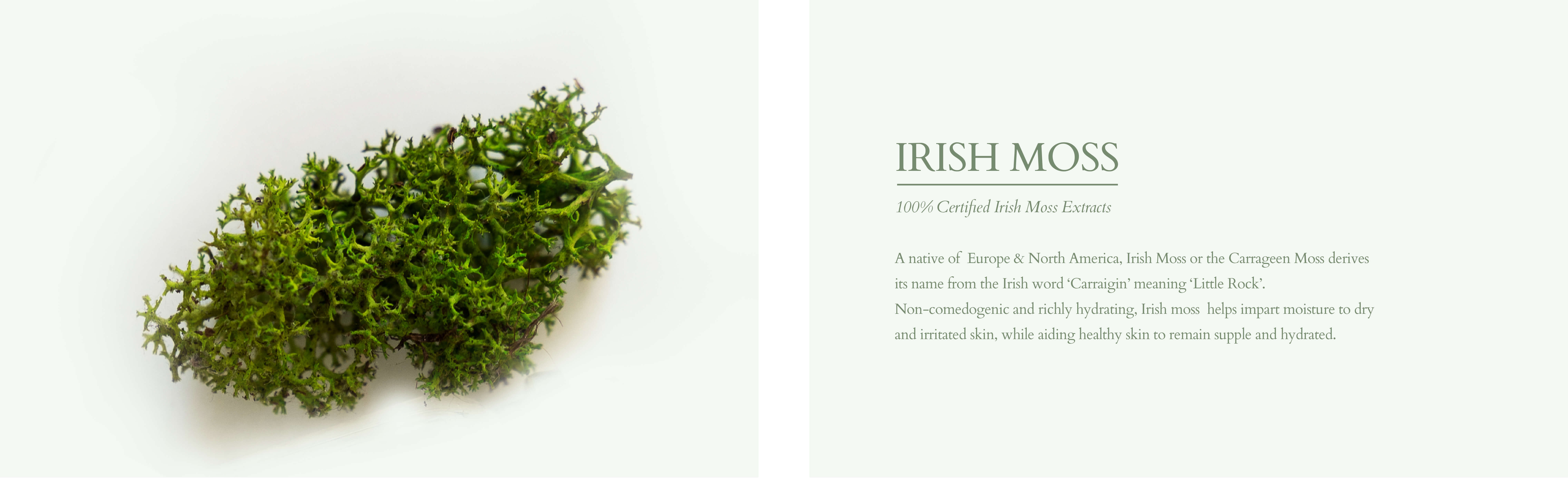 Irish moss for dry and irritated skin