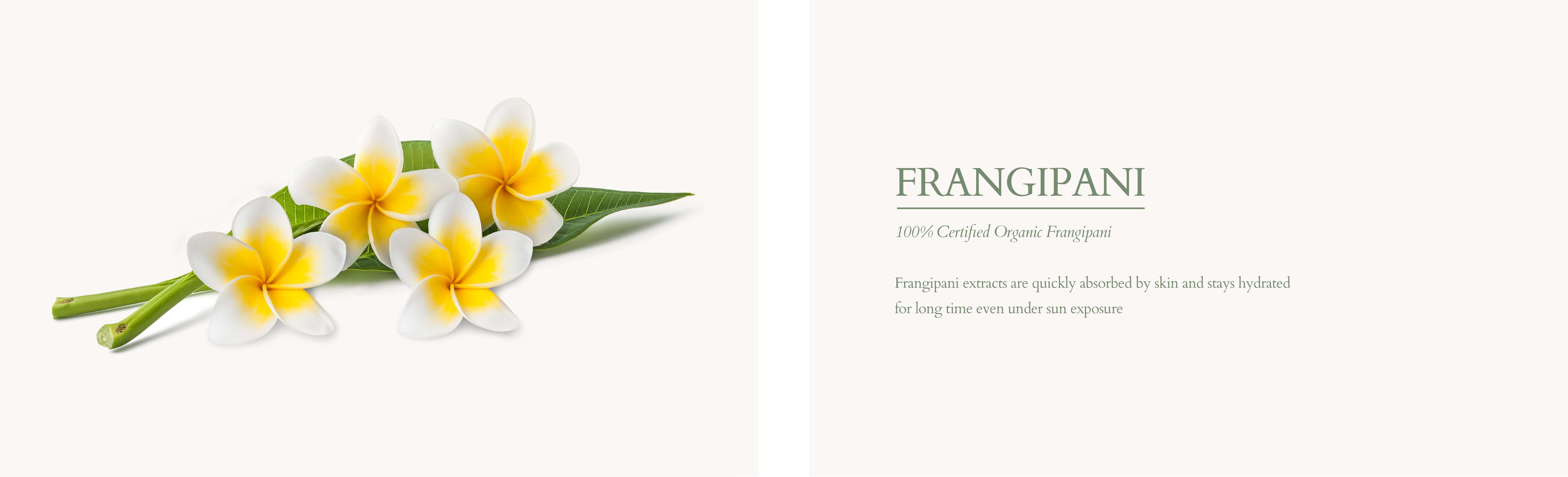 Organic frangipani for skin d37cea9e 0304 4aa2 8ba5 c4e6e2e61fef