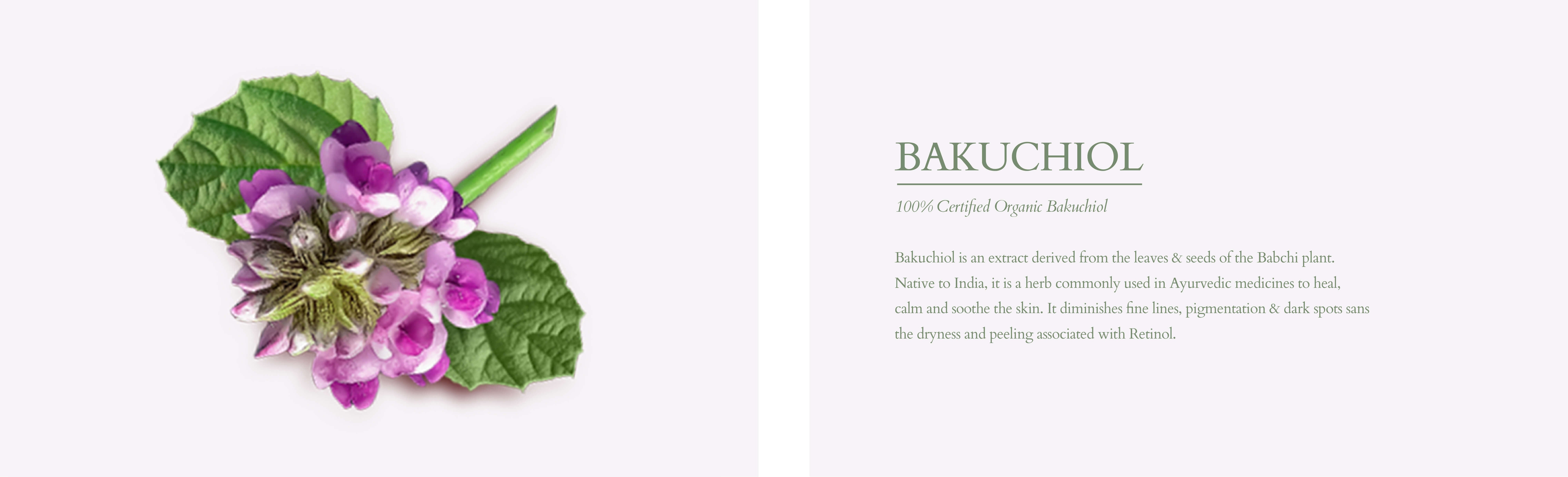 Bakuchiol Range   Key Ingredient