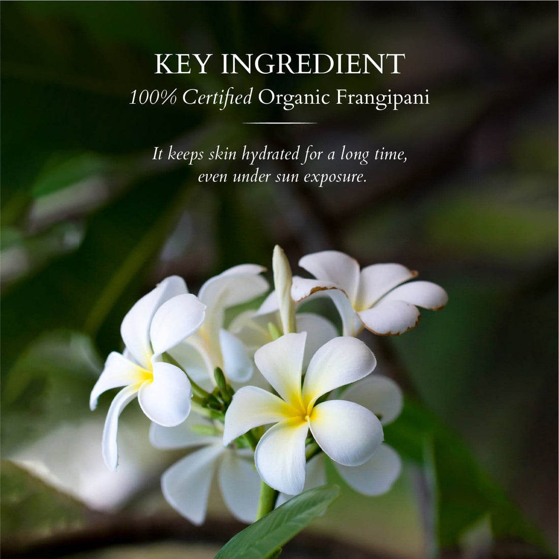 Divine Regime Combo - Lotus Organics