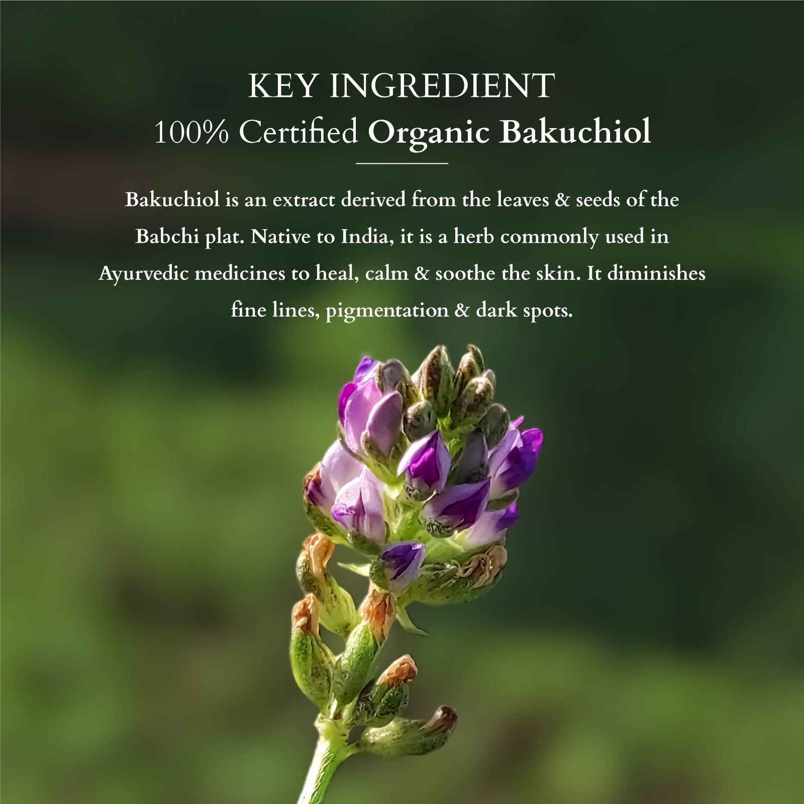 Bakuchiol Plant Retinol Crème